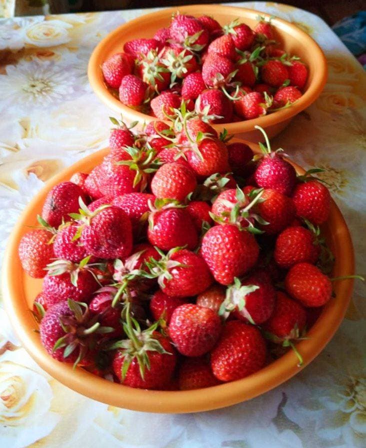 Бабулин первый сбор🍓🥰