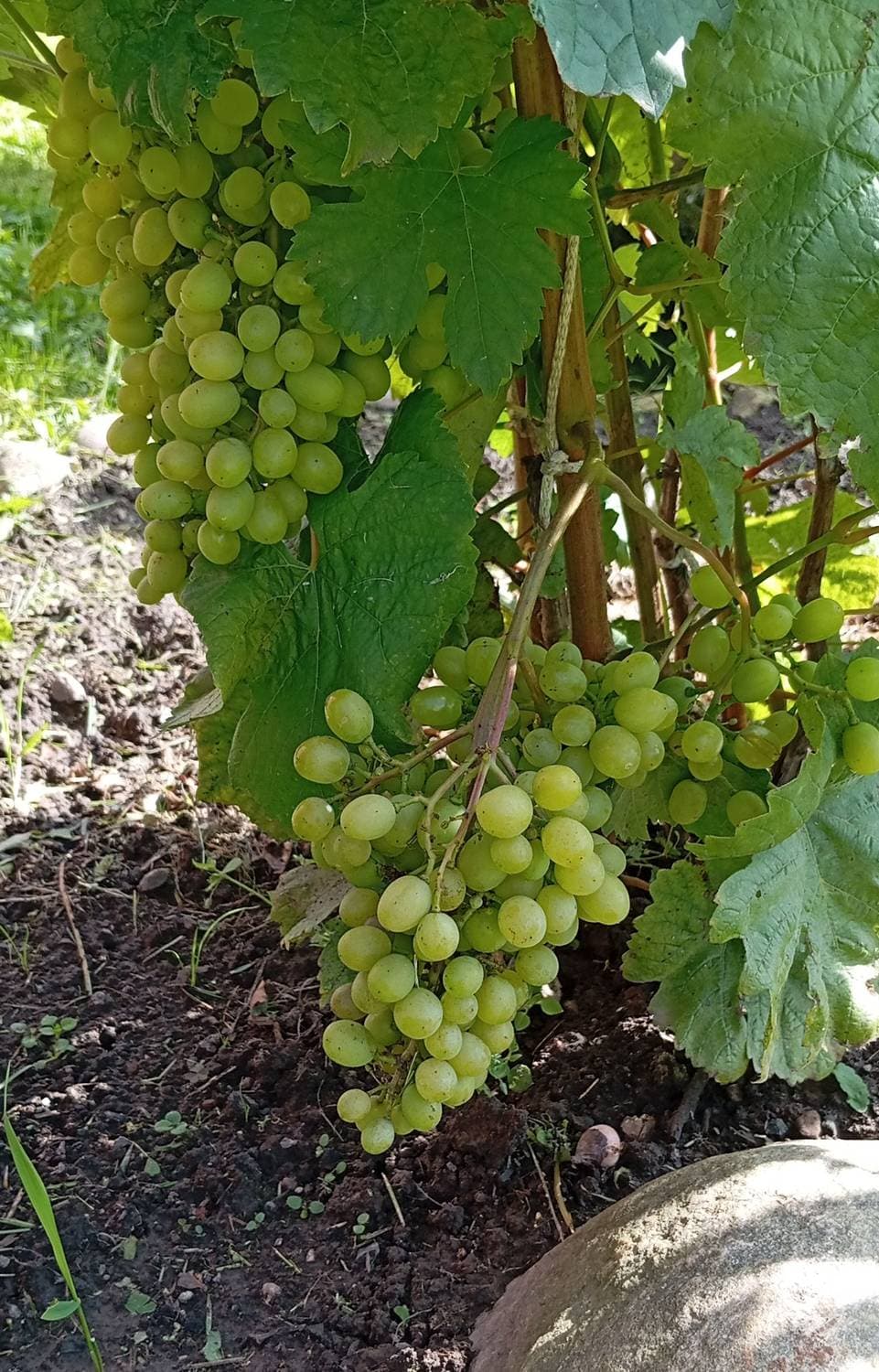 первый виноград на нашем при усадебном участке 😇🥳😍