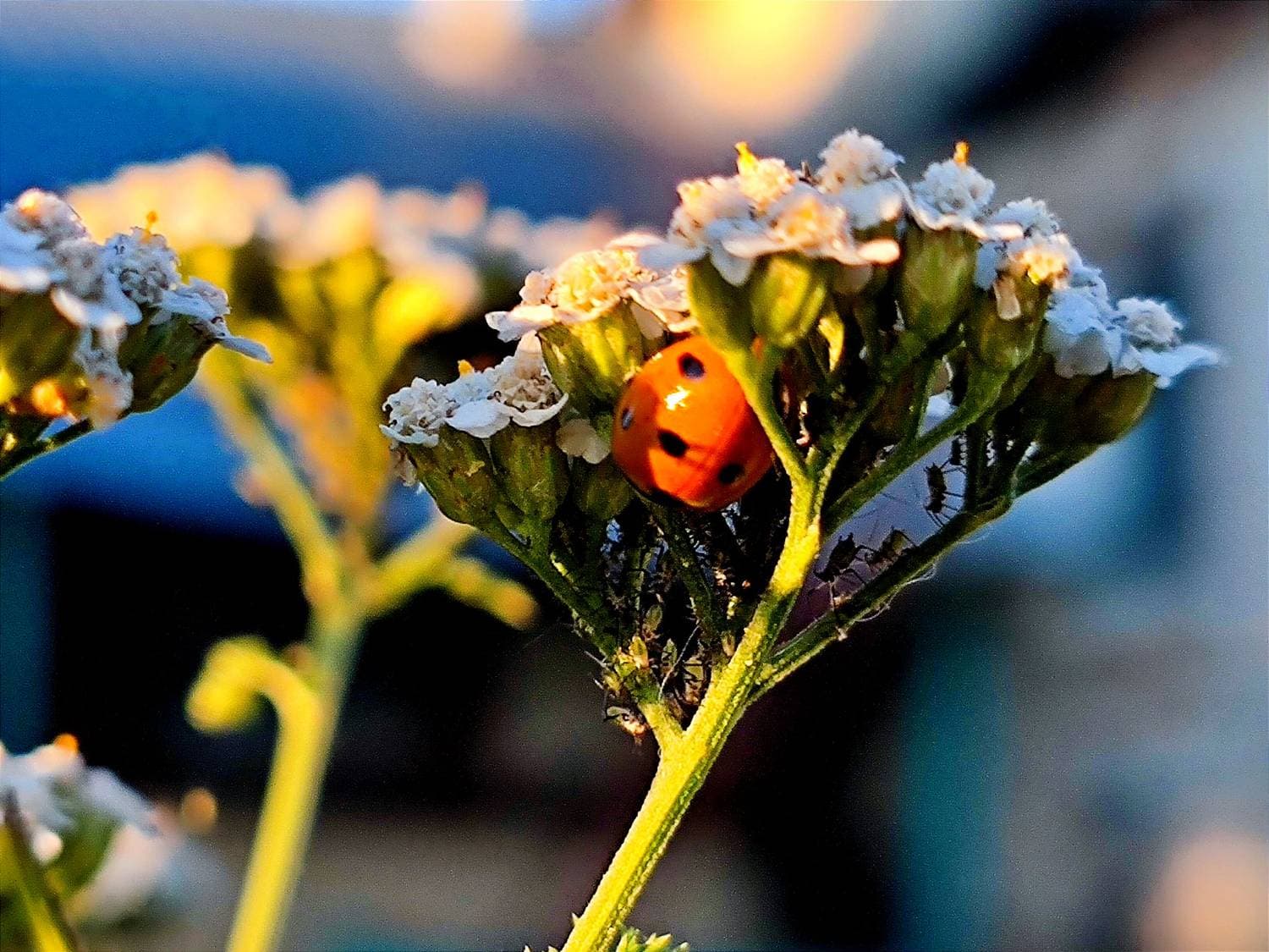 🐞🐜
