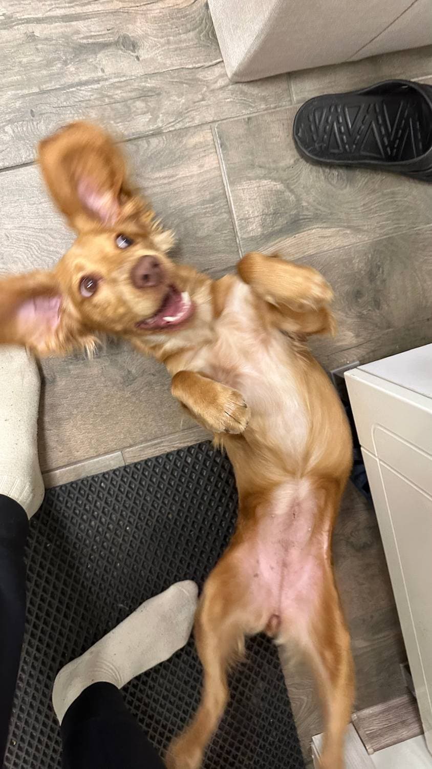 🐕