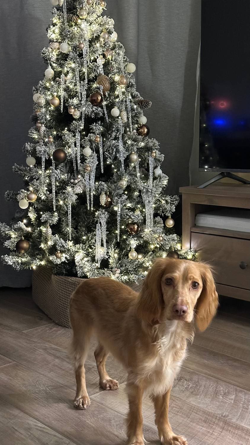 Нарядили ёлку 🎄