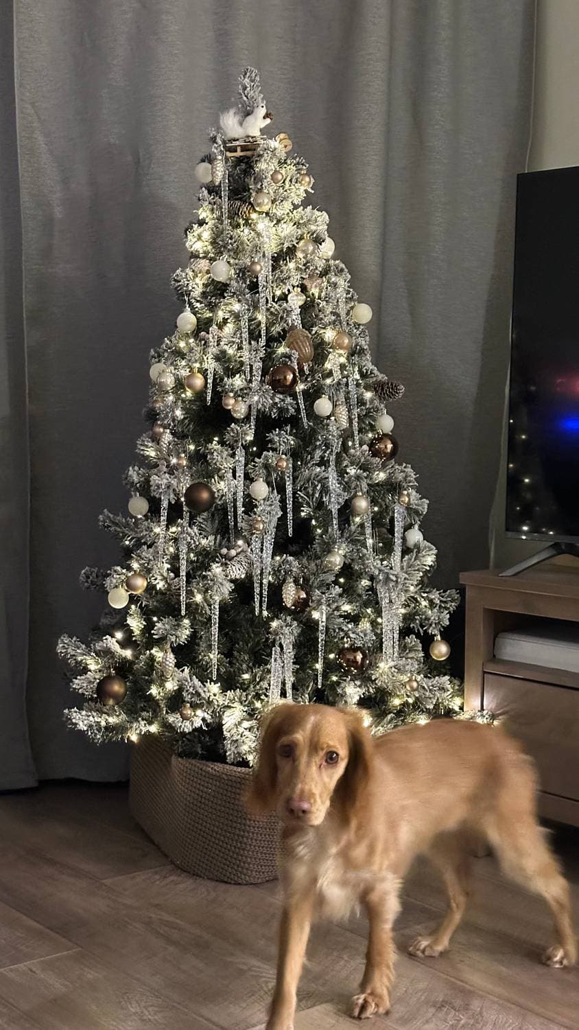 Нарядили ёлку 🎄