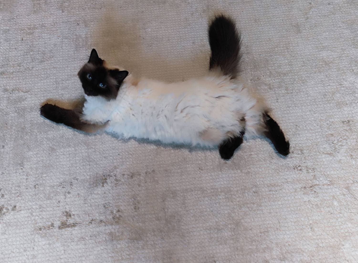 кошка Соня и её коврик 🤭