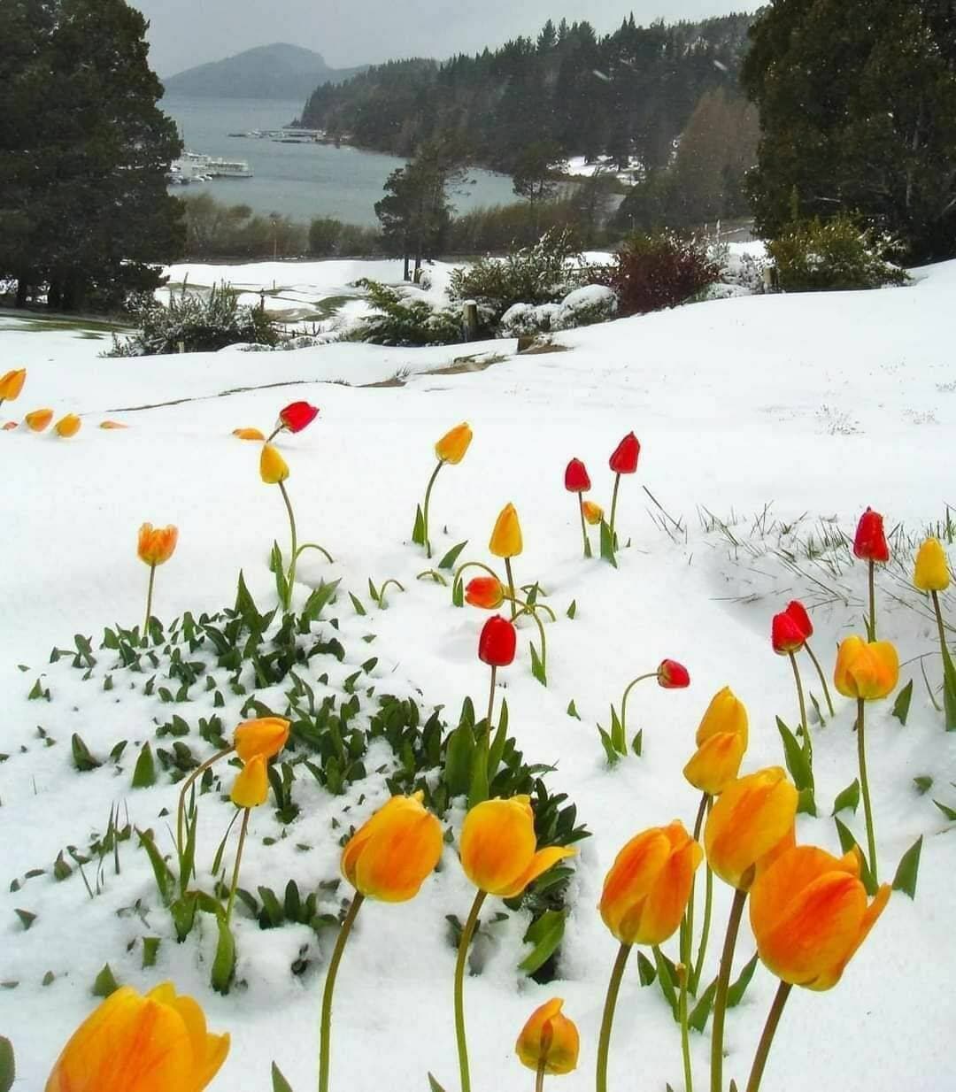 ❄️❄️❄️💐