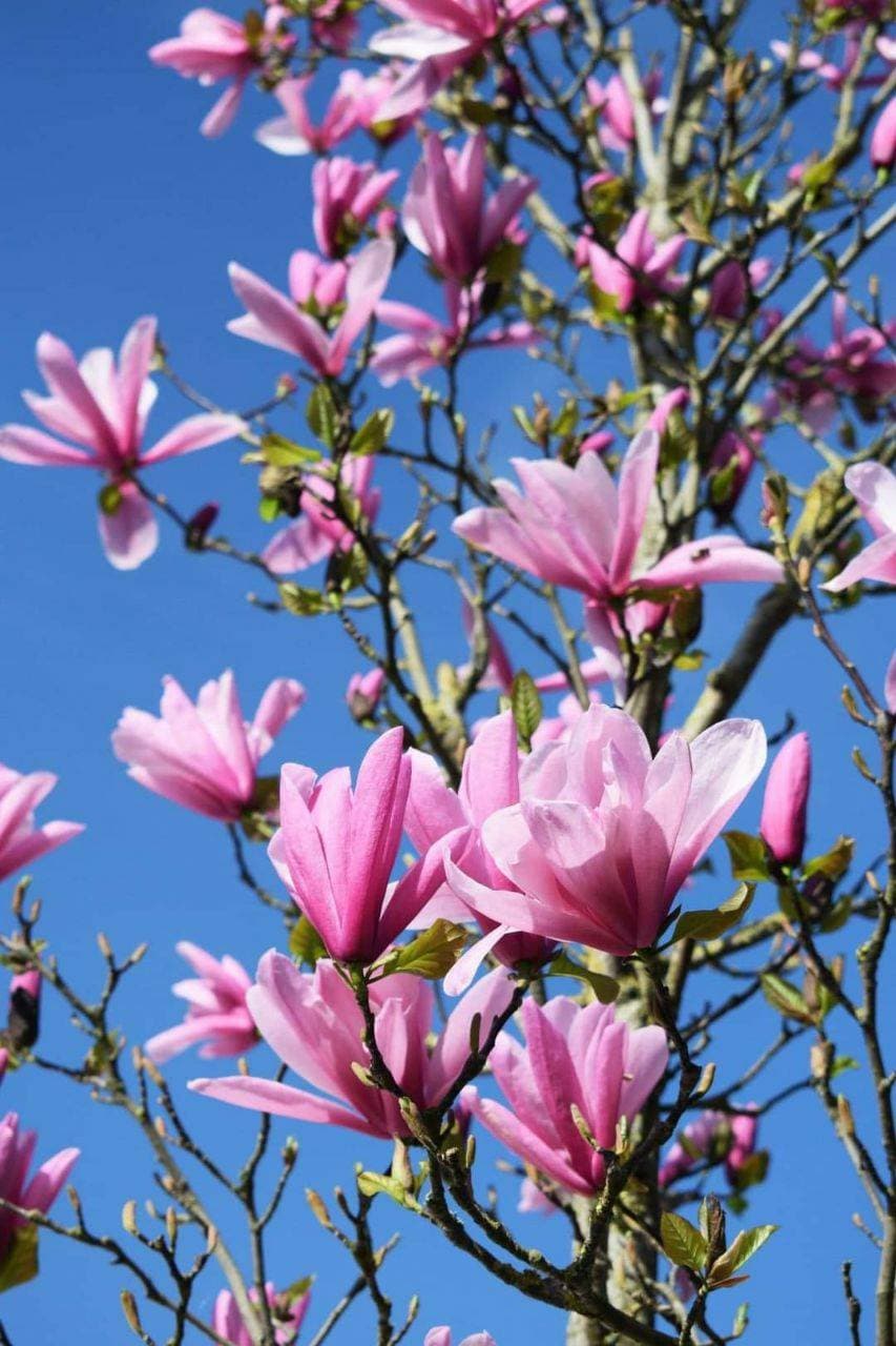 весна 💐