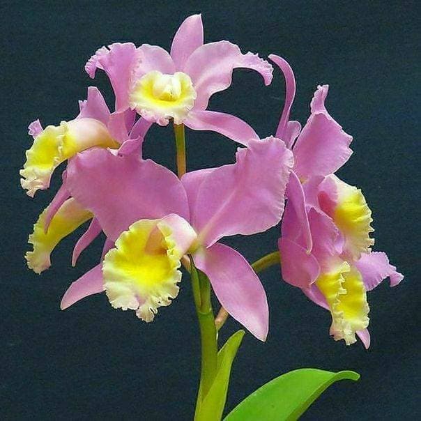 💐