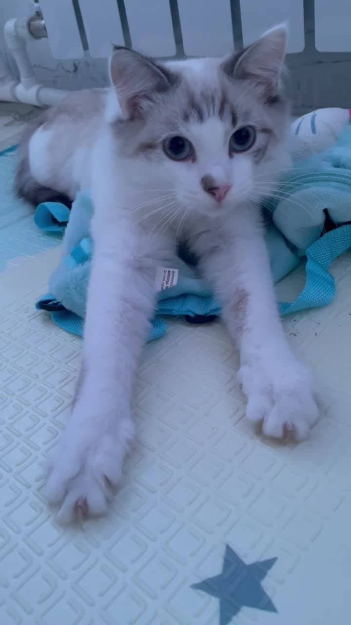 Соскучились по котику? 😄