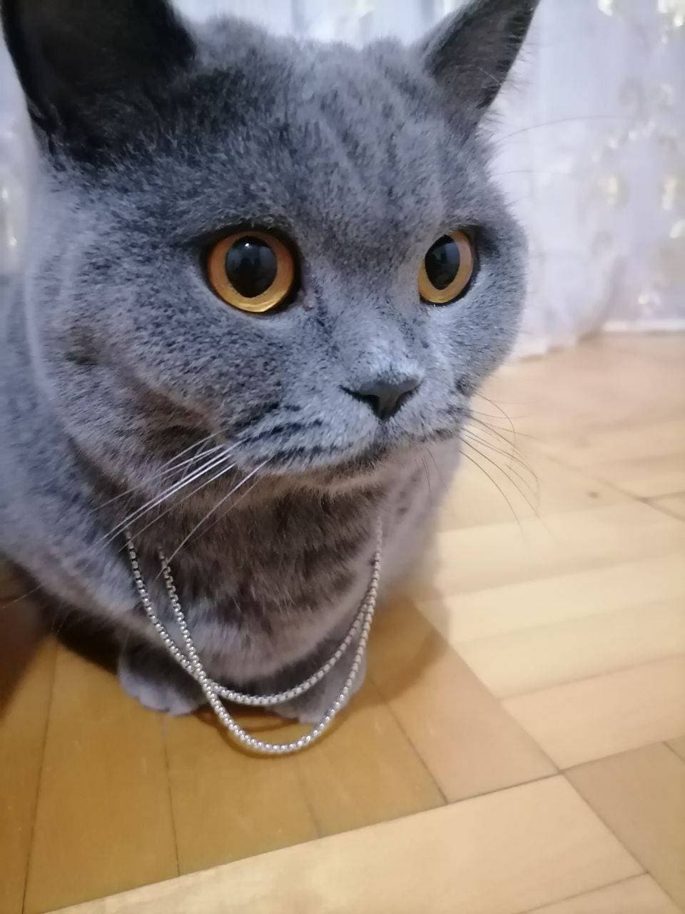 наша Муська ❤️