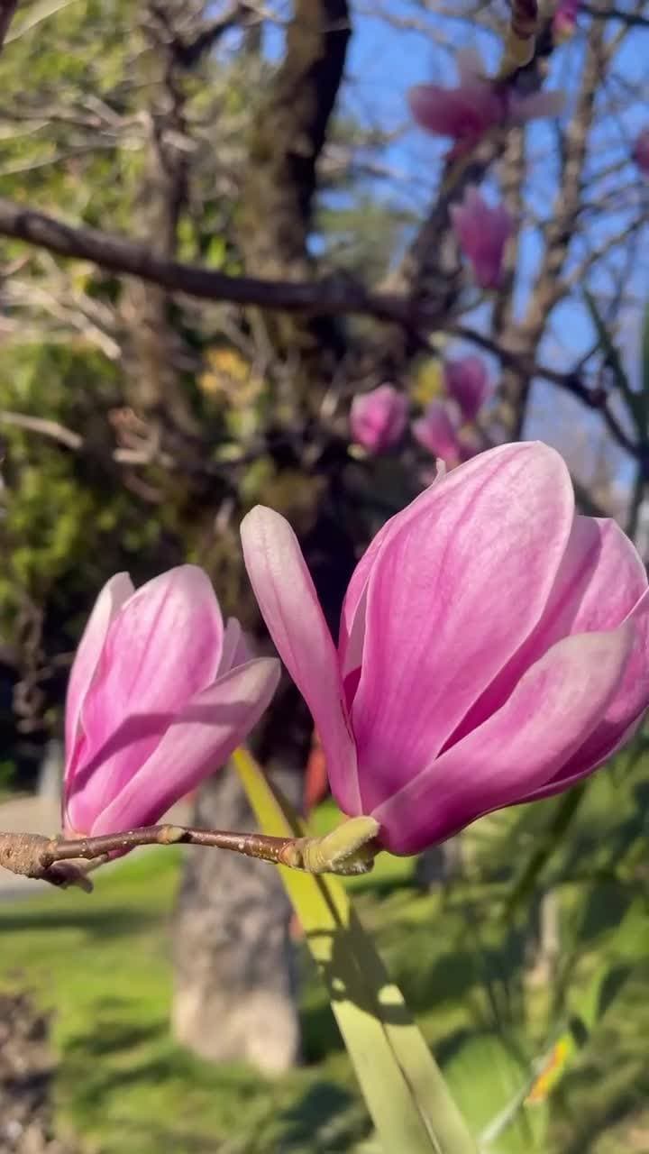🌸🌸🌸