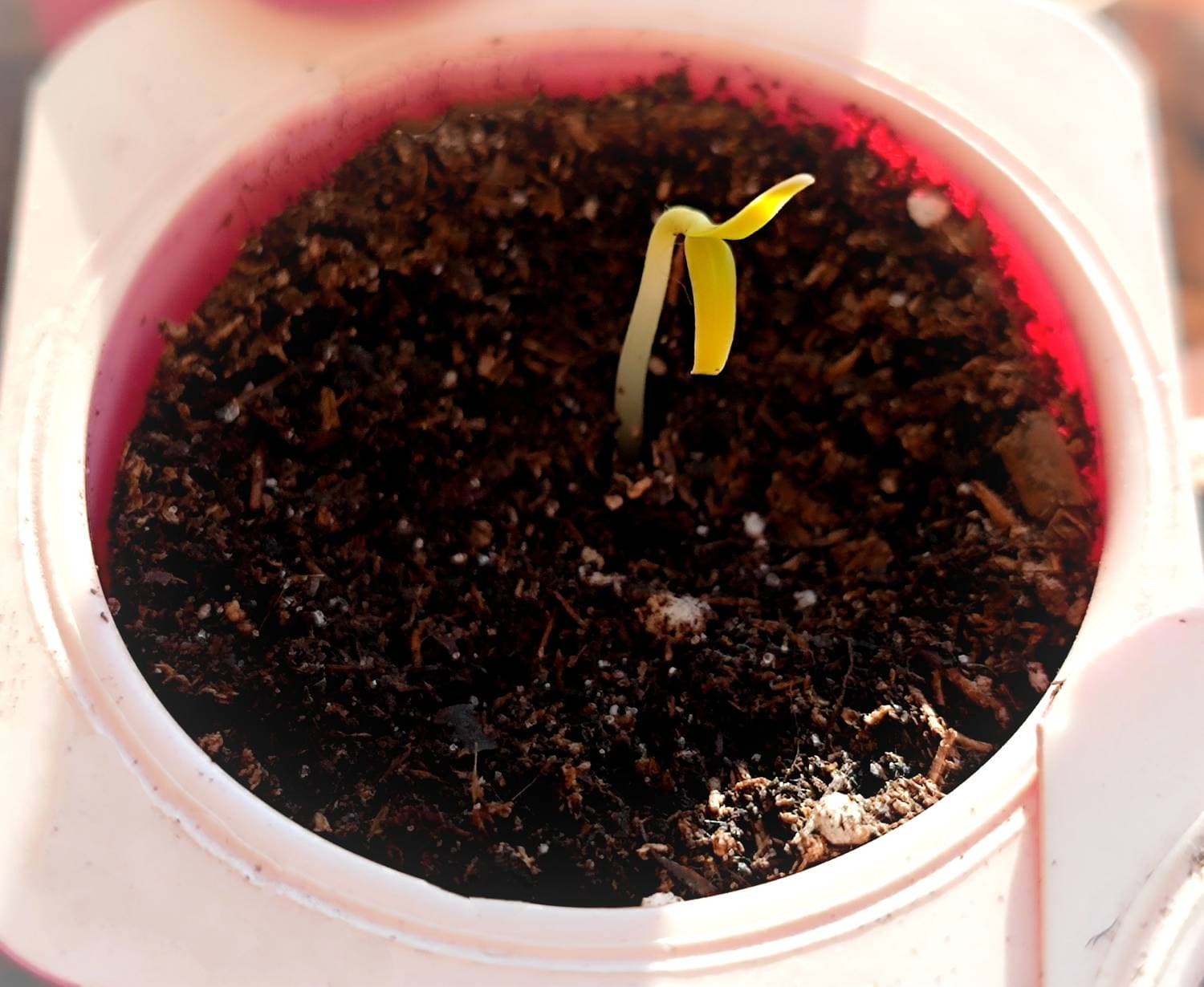 А вот и первые всходы🌱
😊малыши- перчики🫑