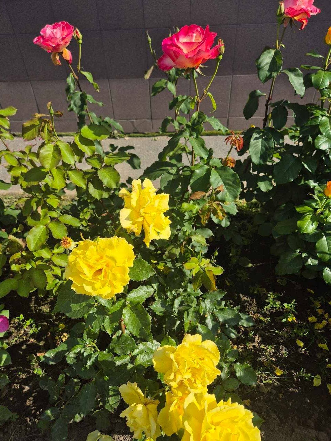 Красота в детском саду 🌸🌸🌸
