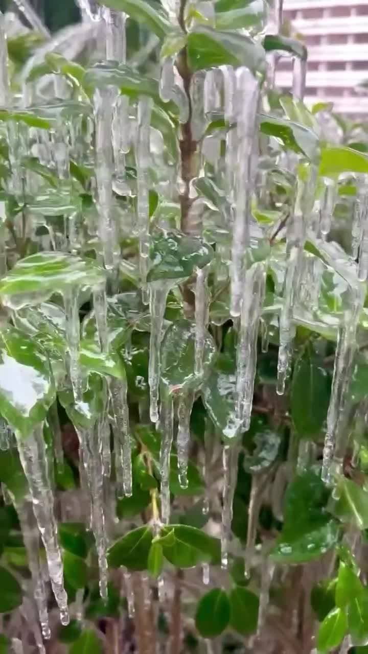Сочи утро 13 января -уголок Фитофантазия 🥶