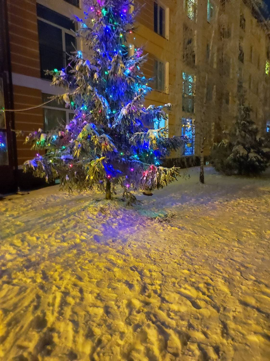 такая красавица во дворе
