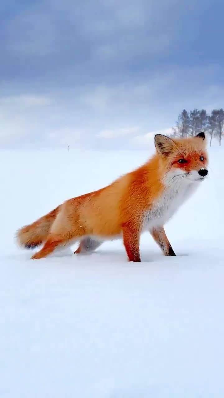 ❤️❄️