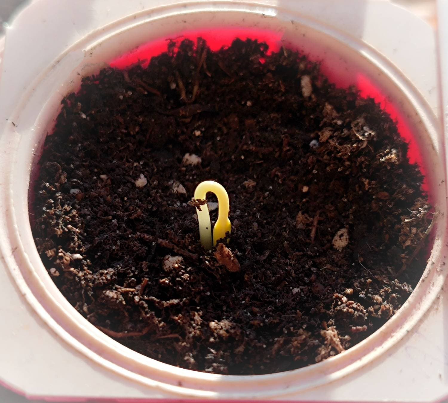 А вот и первые всходы🌱
😊малыши- перчики🫑