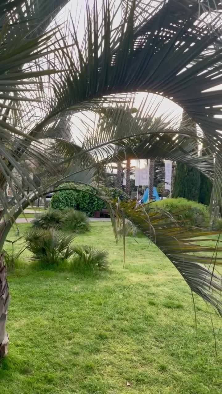 🌴🌴🌴