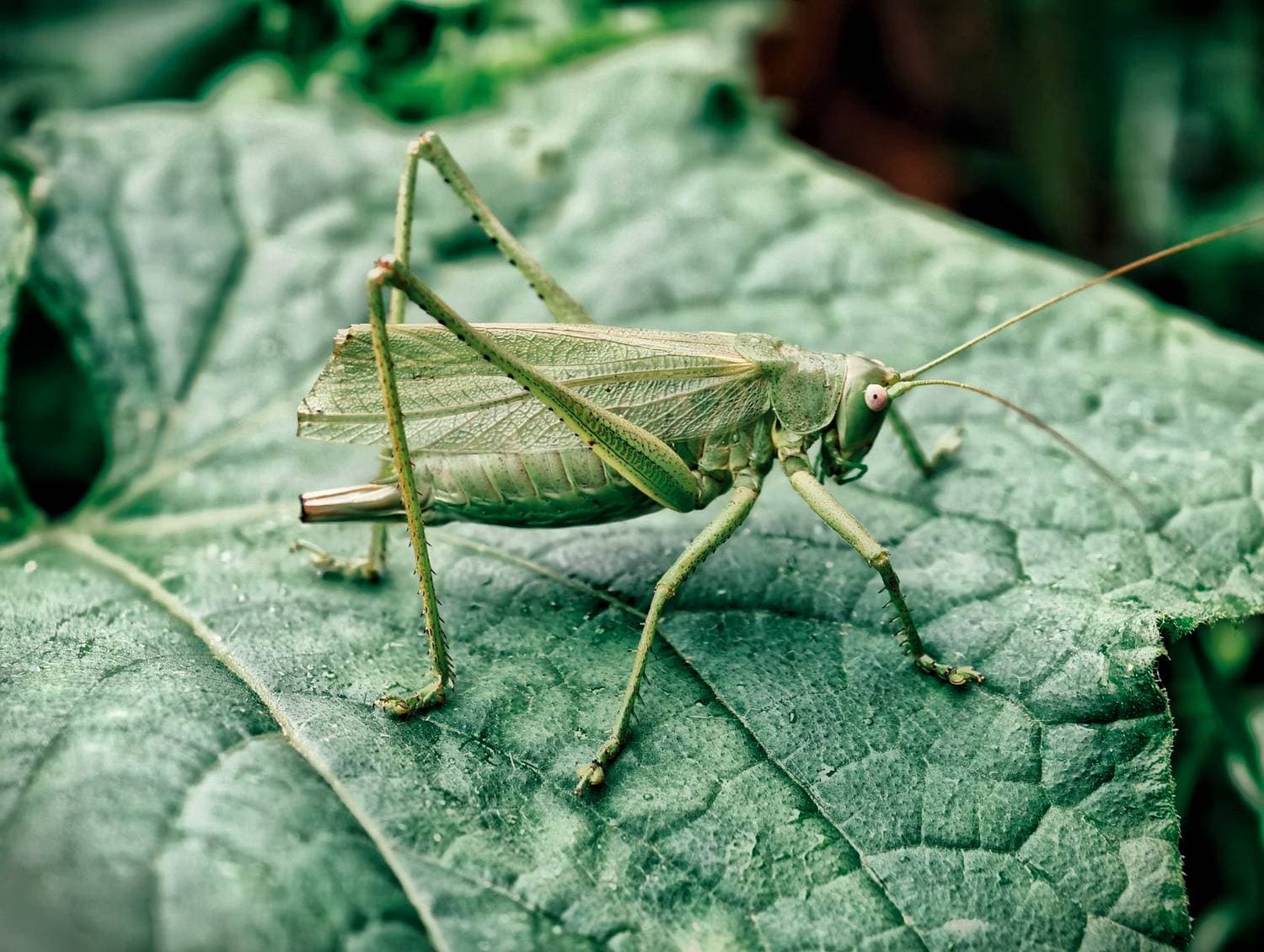 🦗