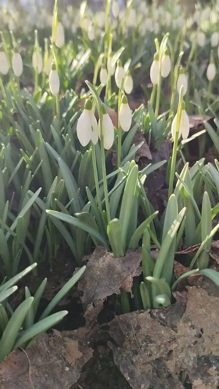 весна 🌱