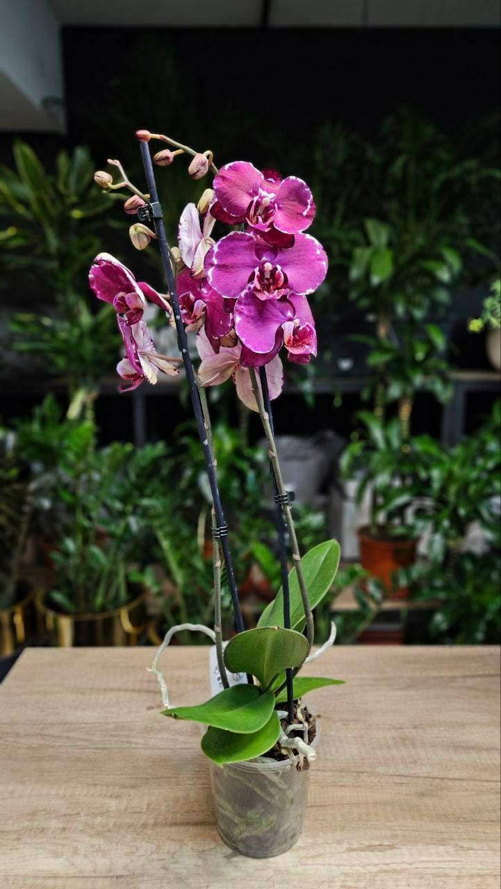 💐