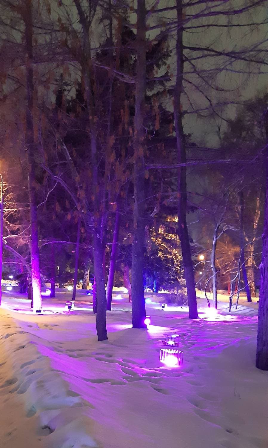 #волшебныйлес