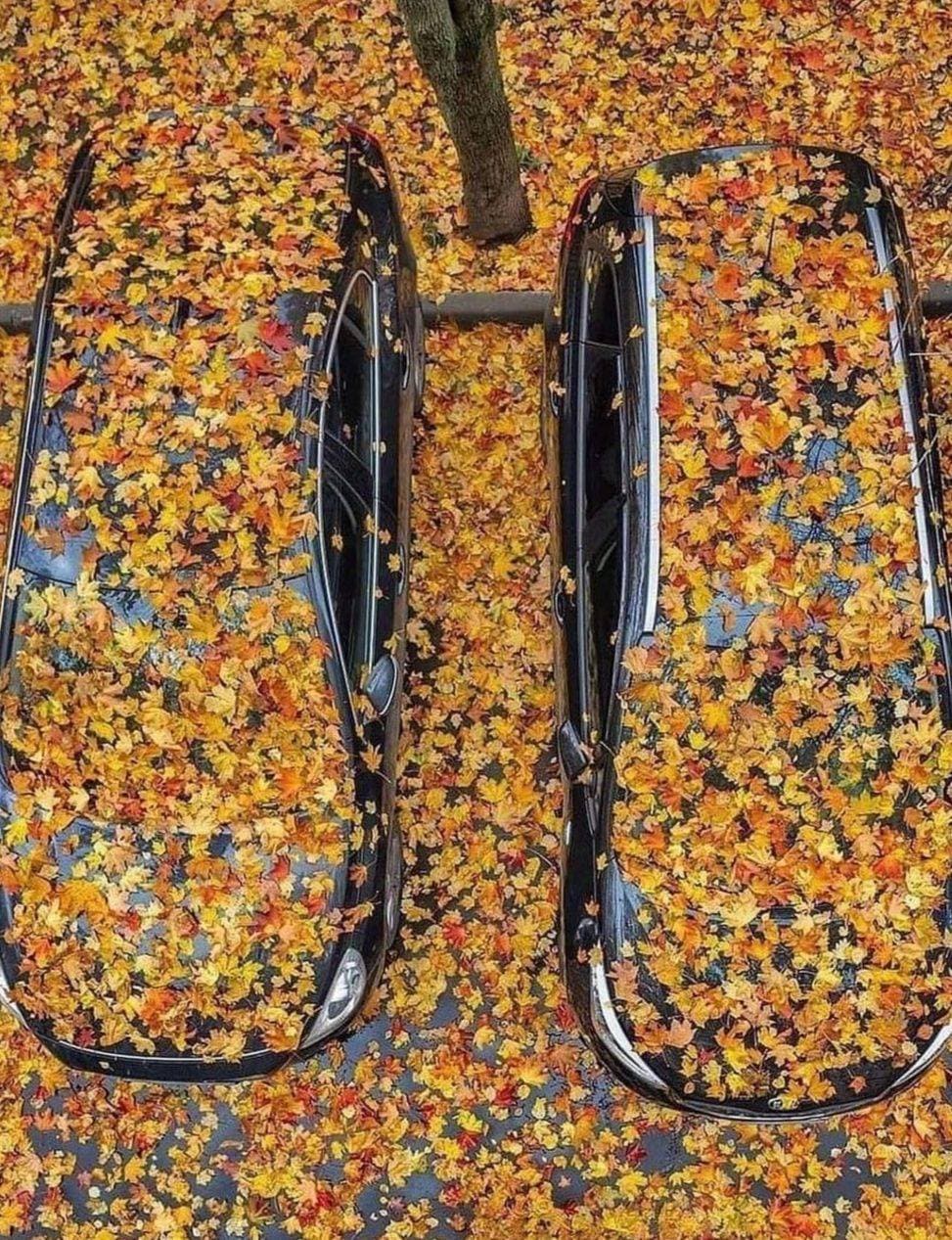 осень 🍁 🔥