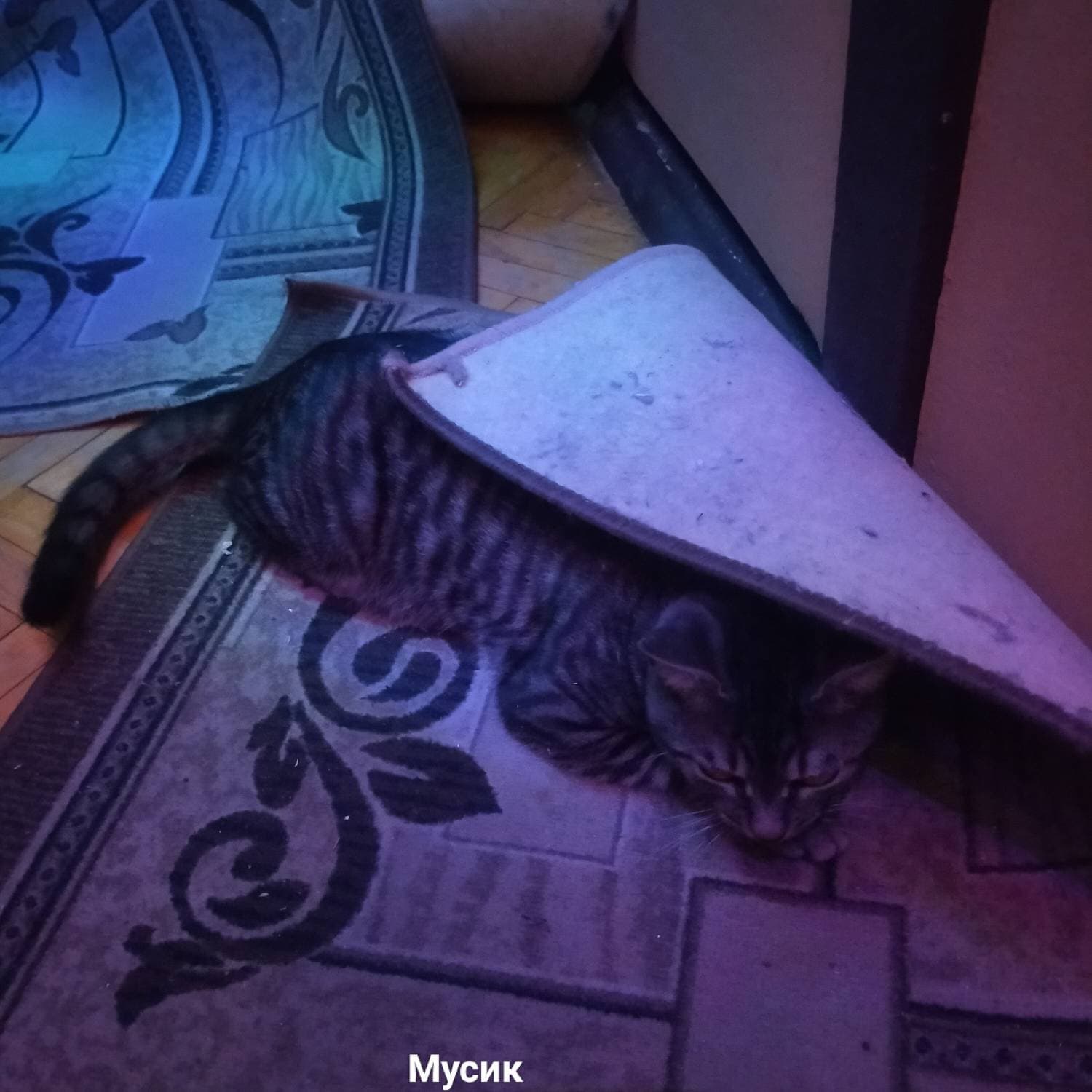 Мусик спрятался😉

#котенок #мусик #домашниепитомцы #кот #swapmap