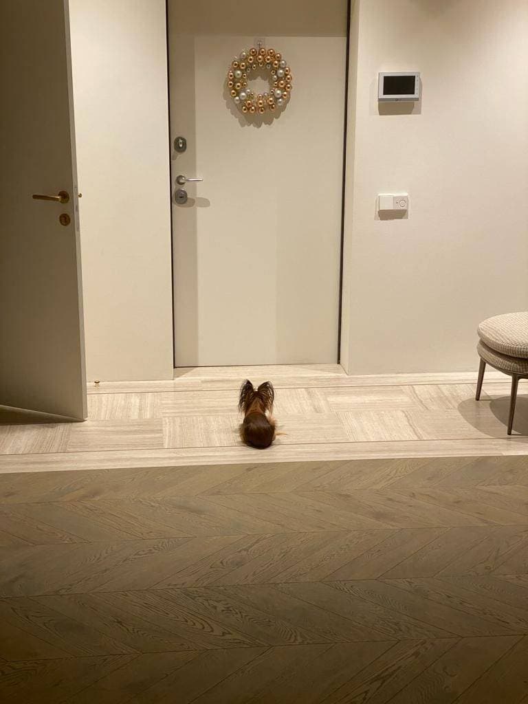 Ждёт 🐕