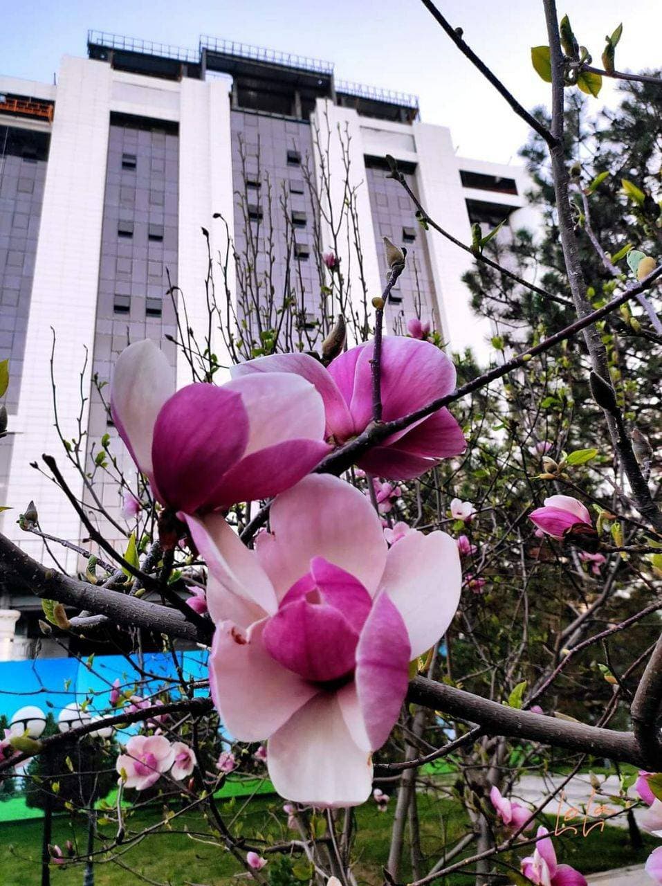 весна 💐