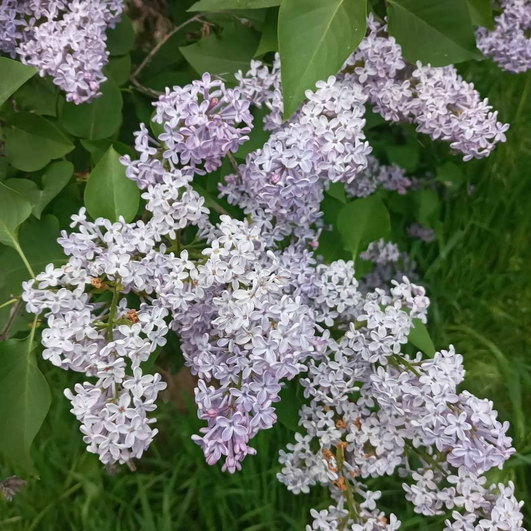 сирень 💐