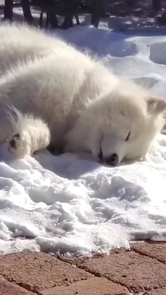 ❄️❄️❄️