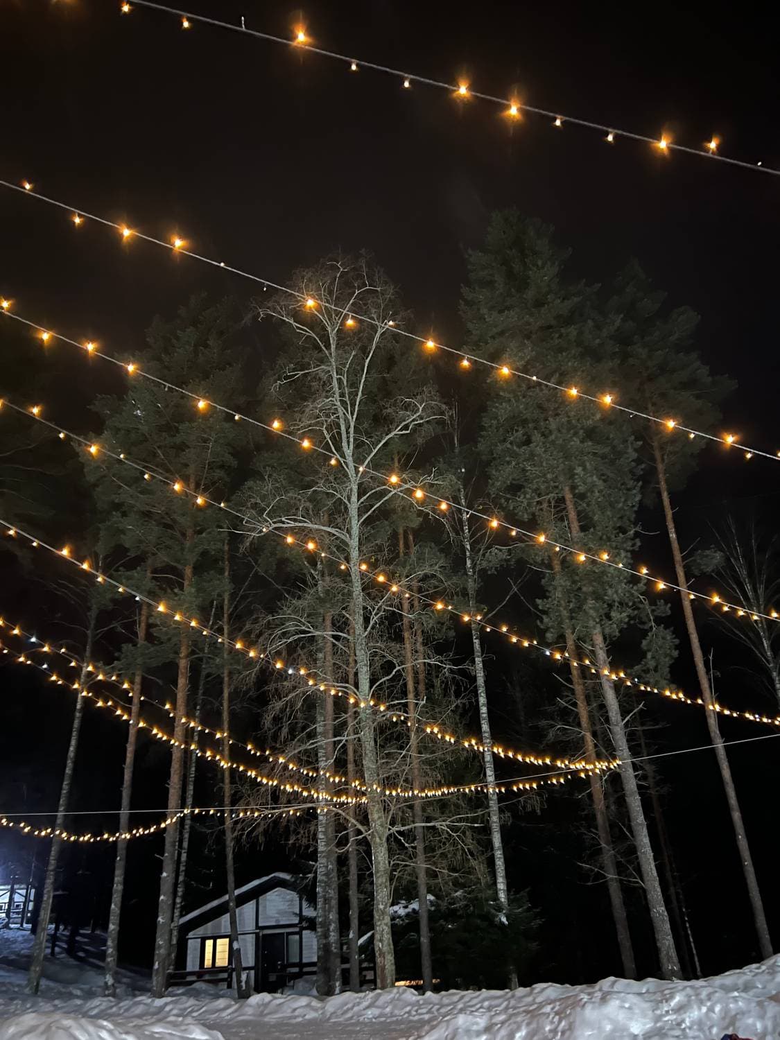 🎄