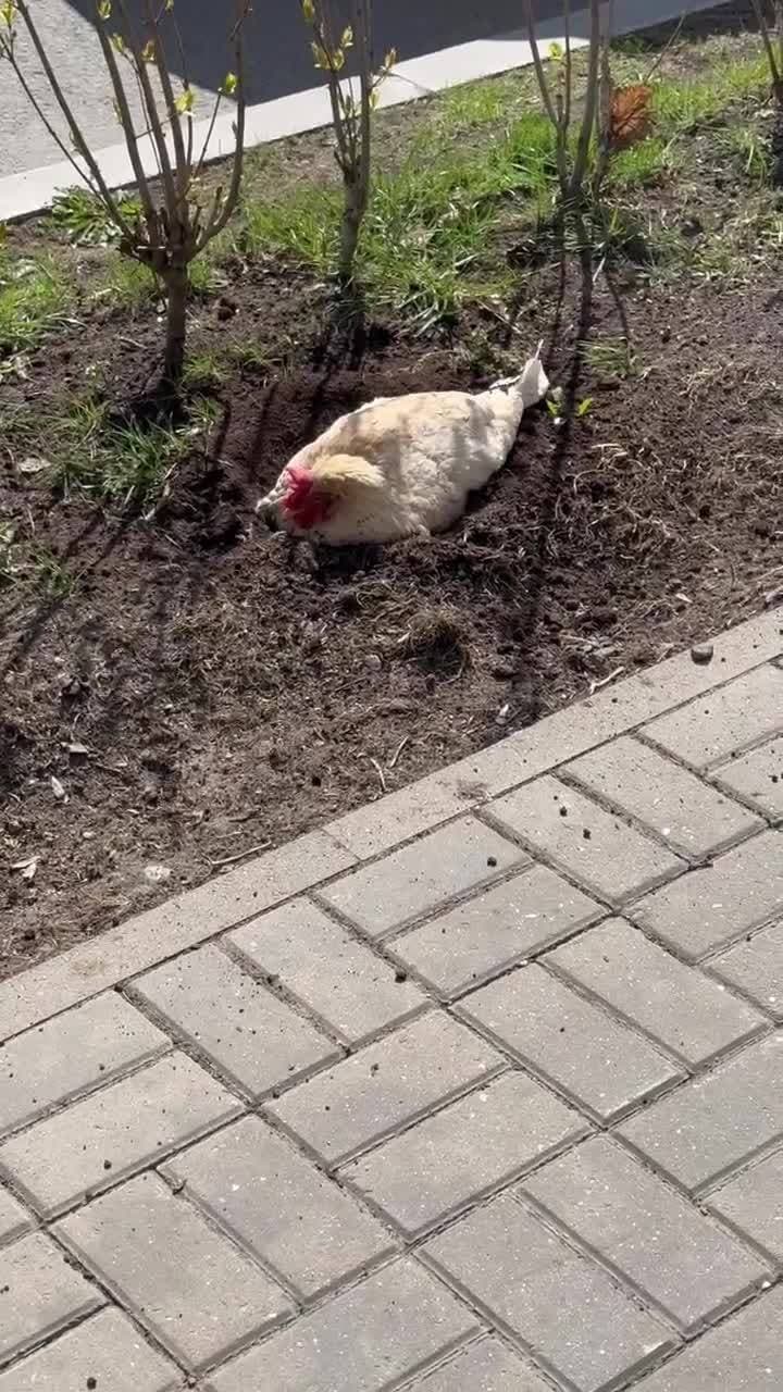 На нашей улице пасутся куры.)