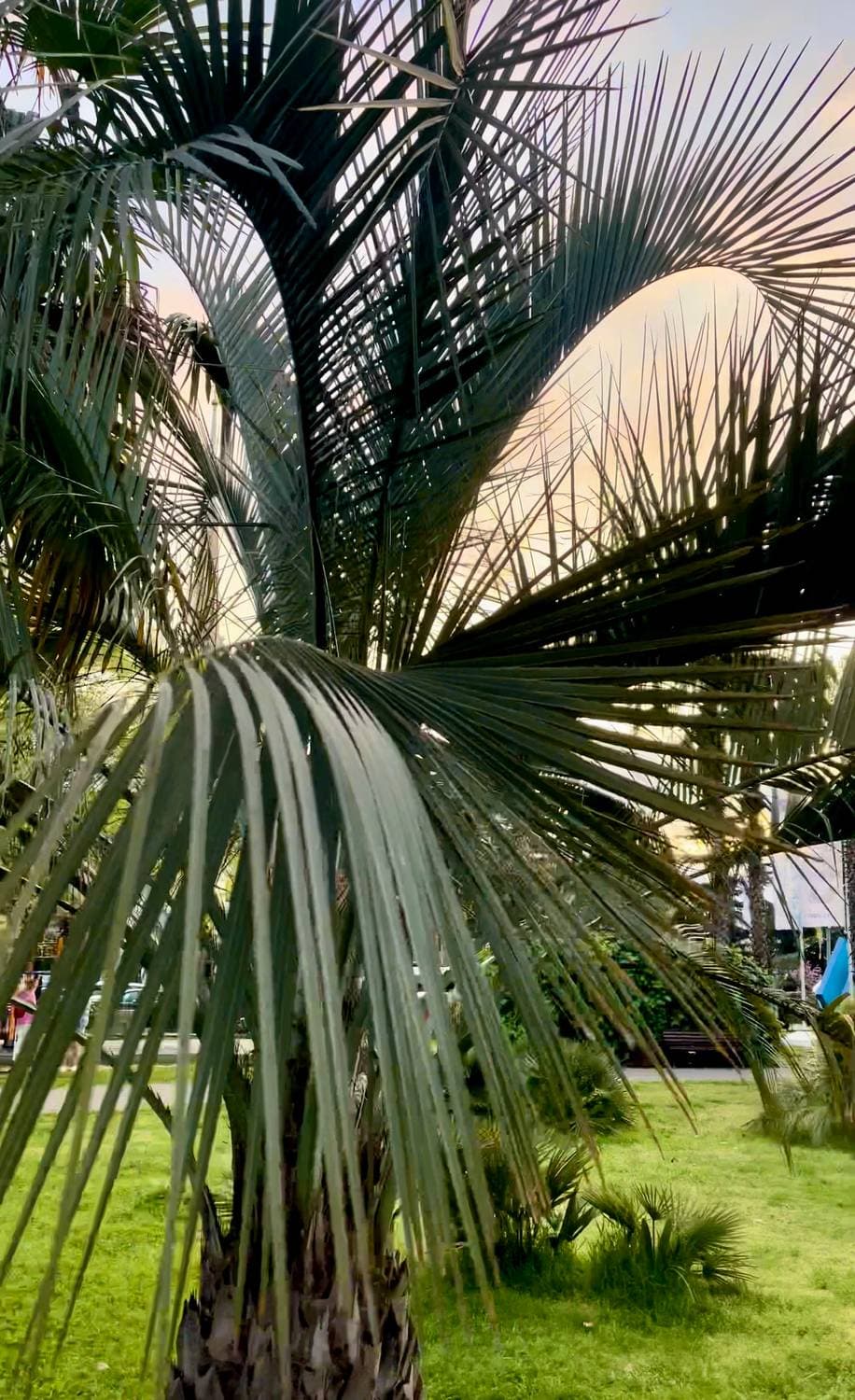 🌴