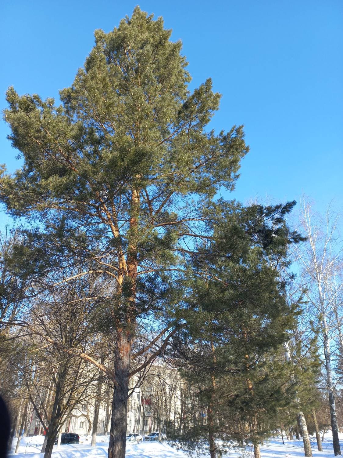 первые дни марта