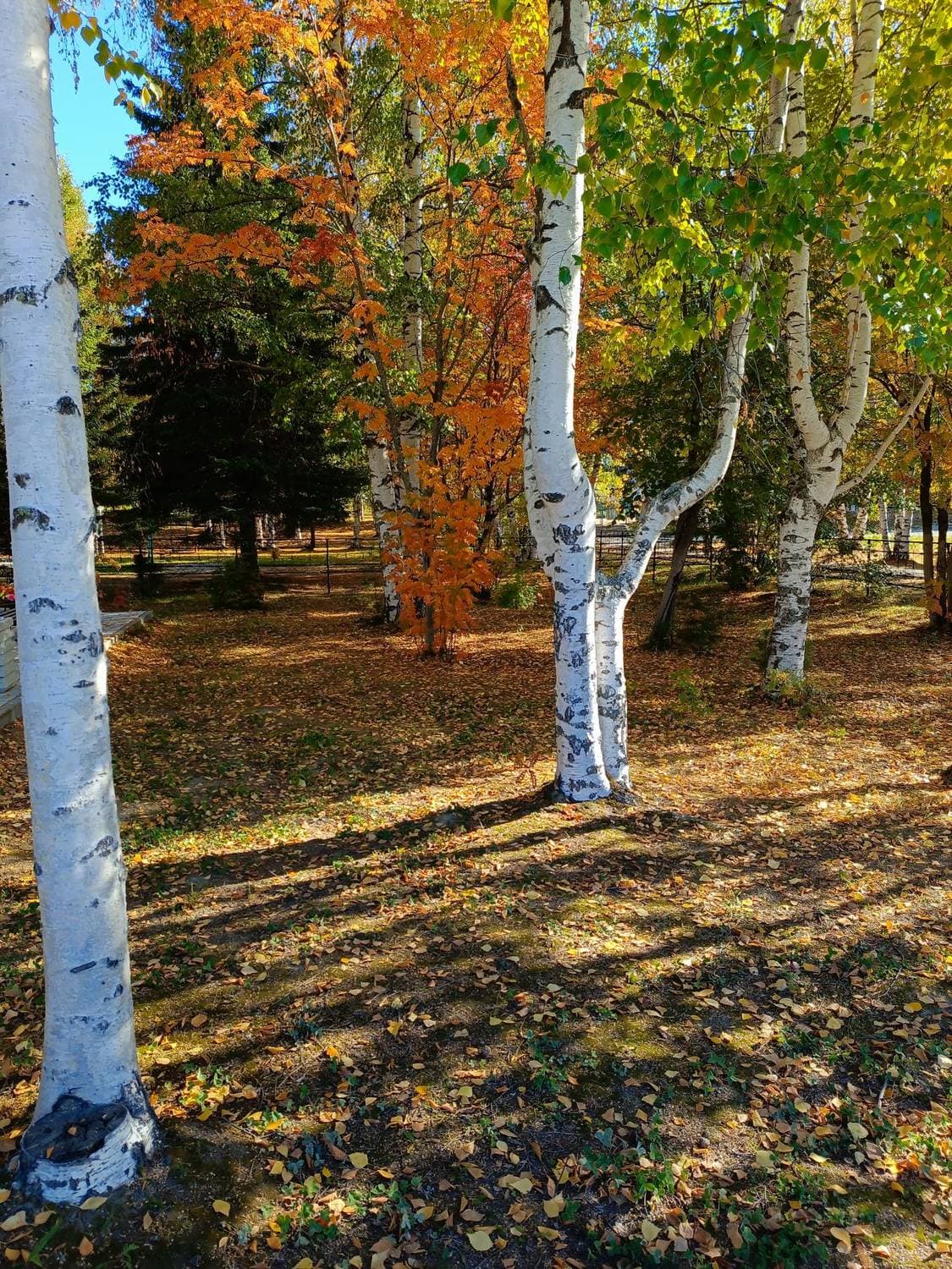 Осень 🍁🍁🍁