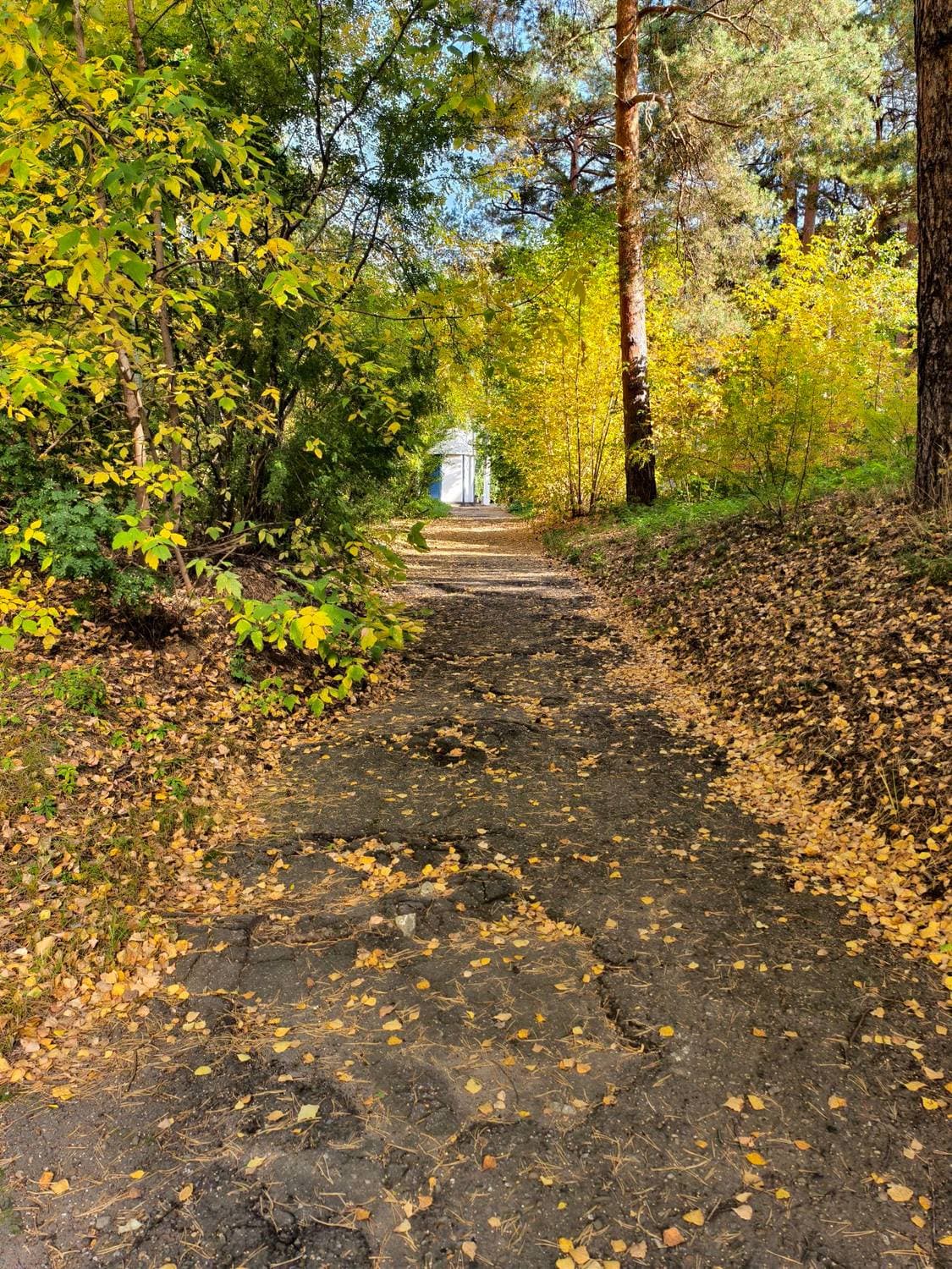 🍂