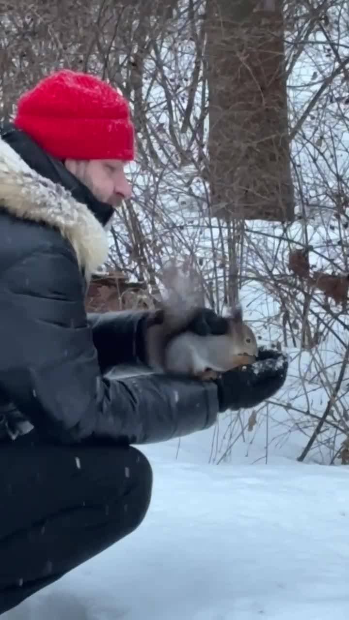 Наши белки вообще никого не боятся. Просто так идут на руки к прохожим.