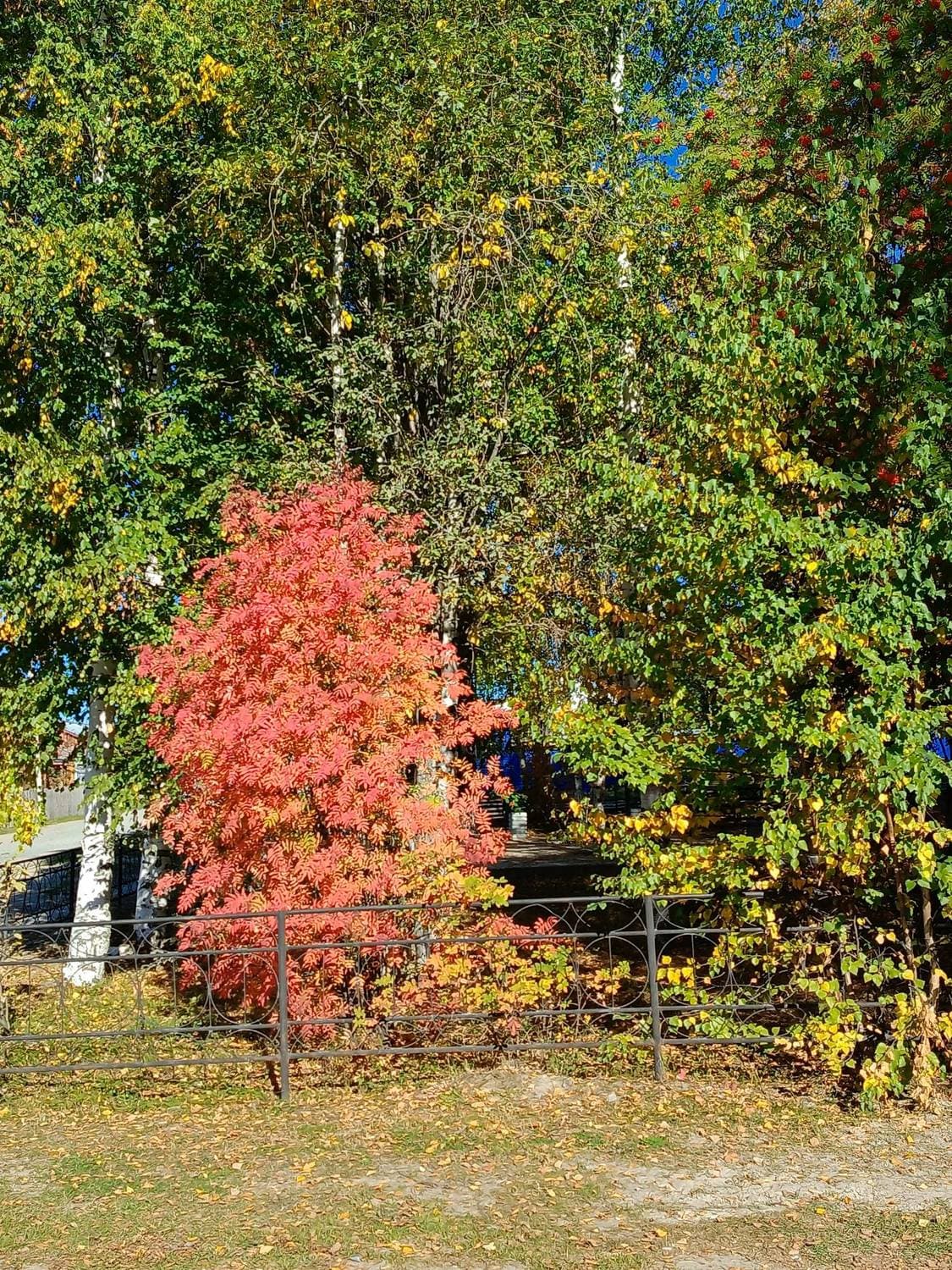 Осень 🍁🍁🍁