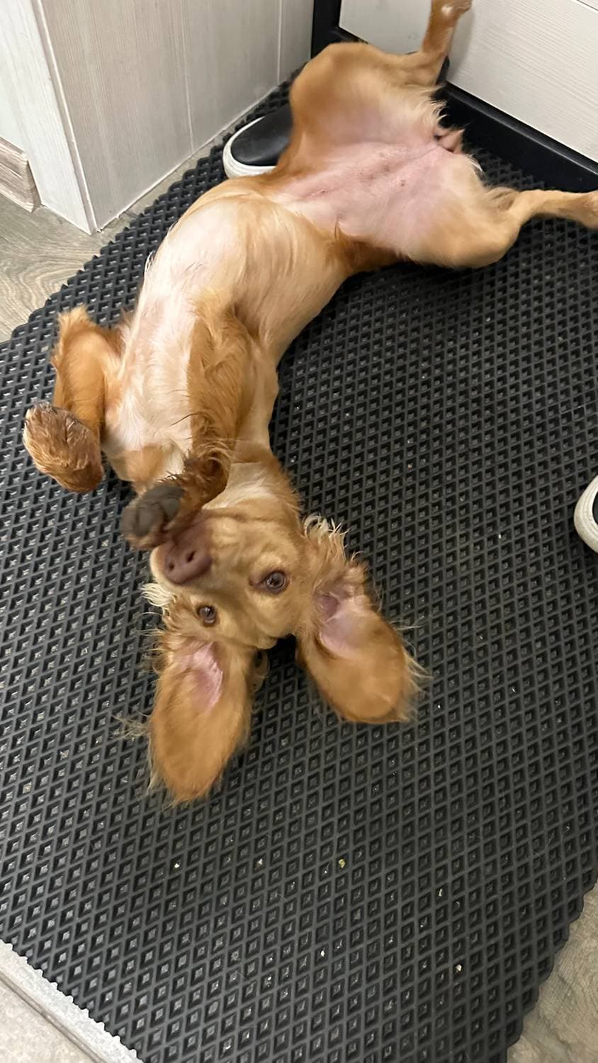 🐕