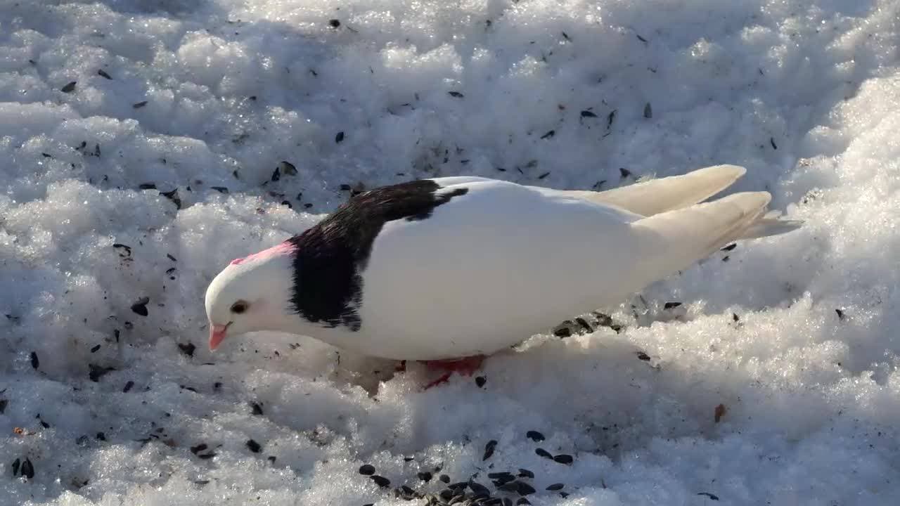 🕊️