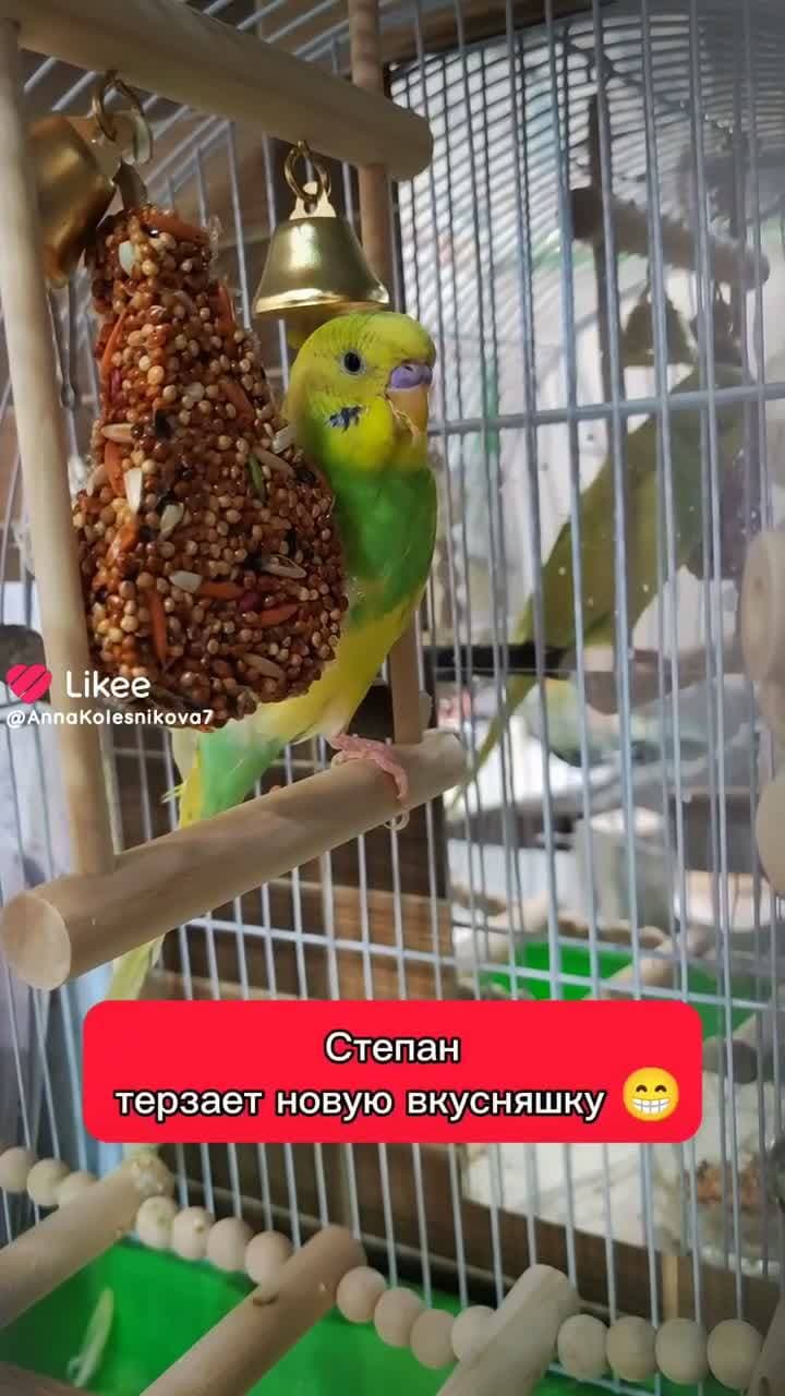 вкусняшки 🤤