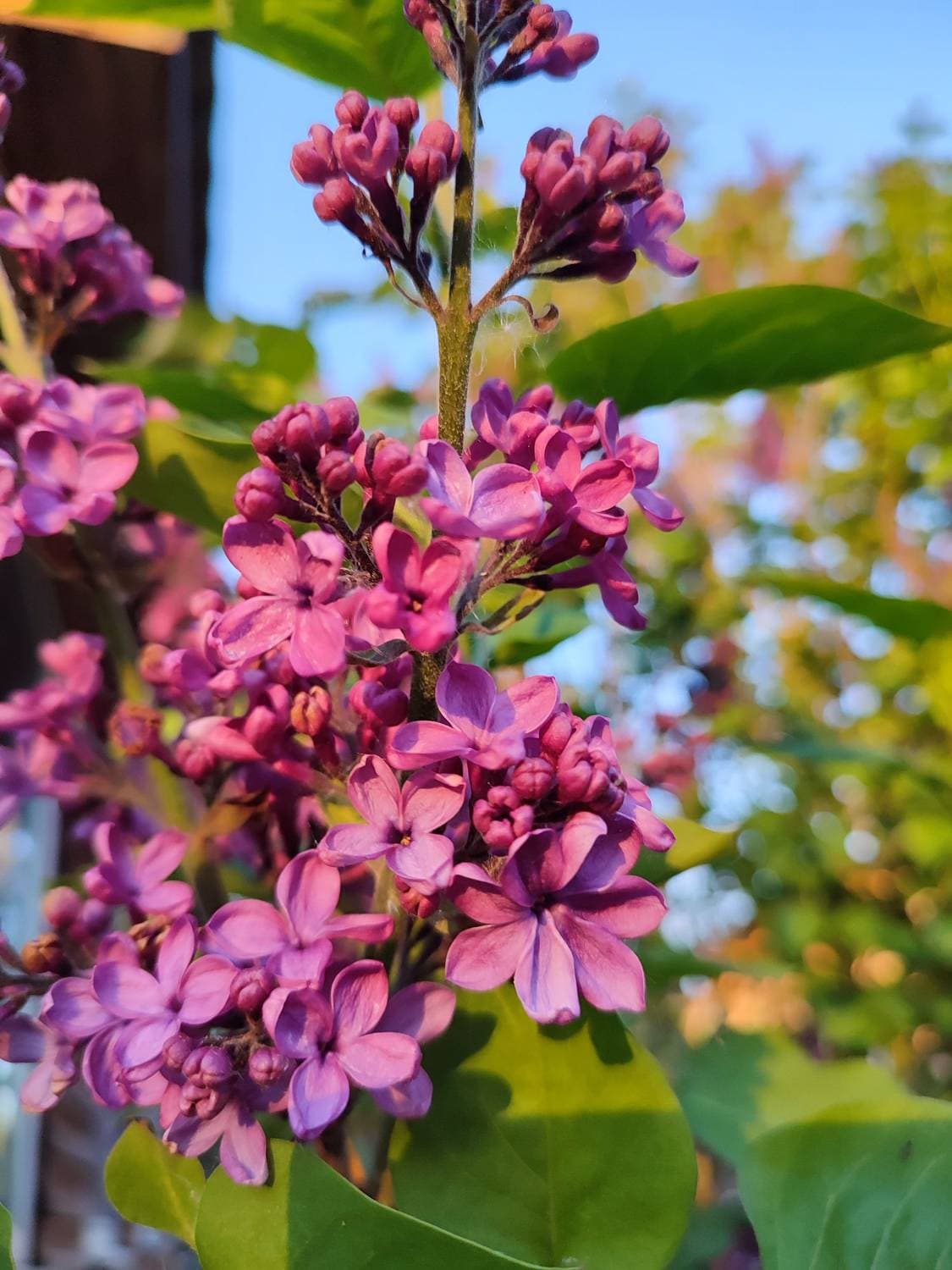 счастье - есть 🌸😁