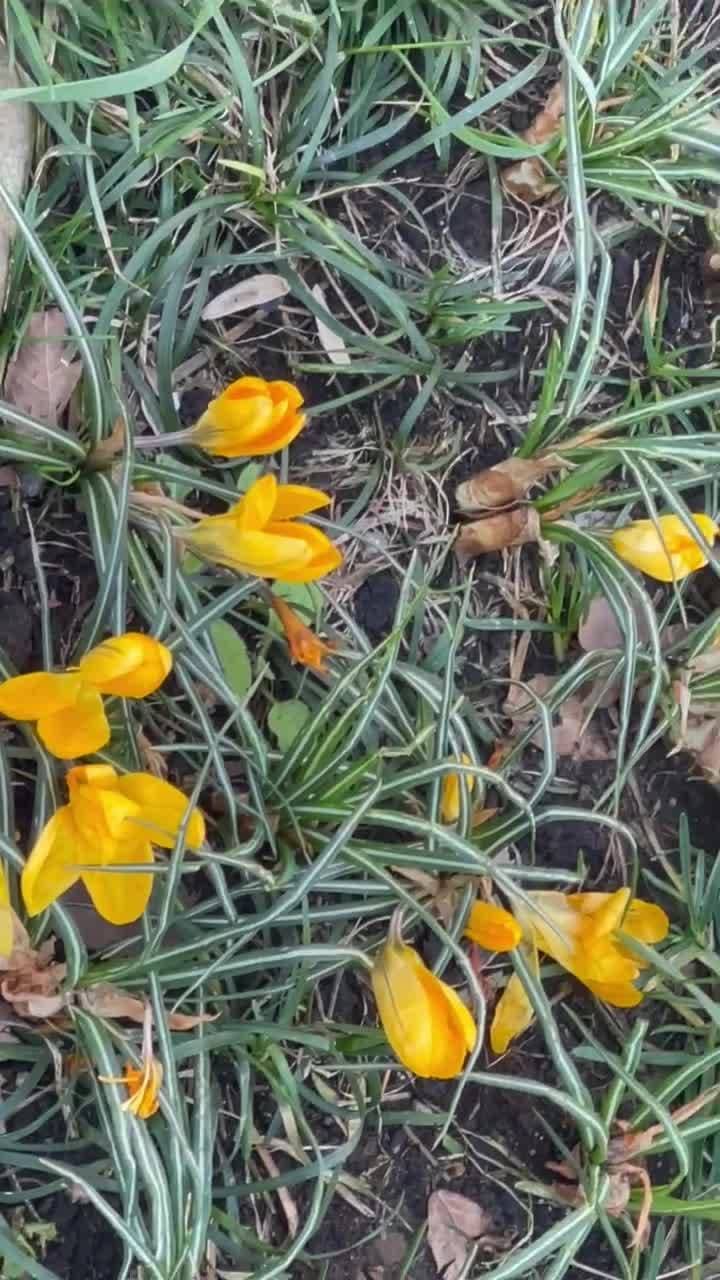 🌼