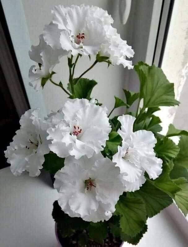 💐