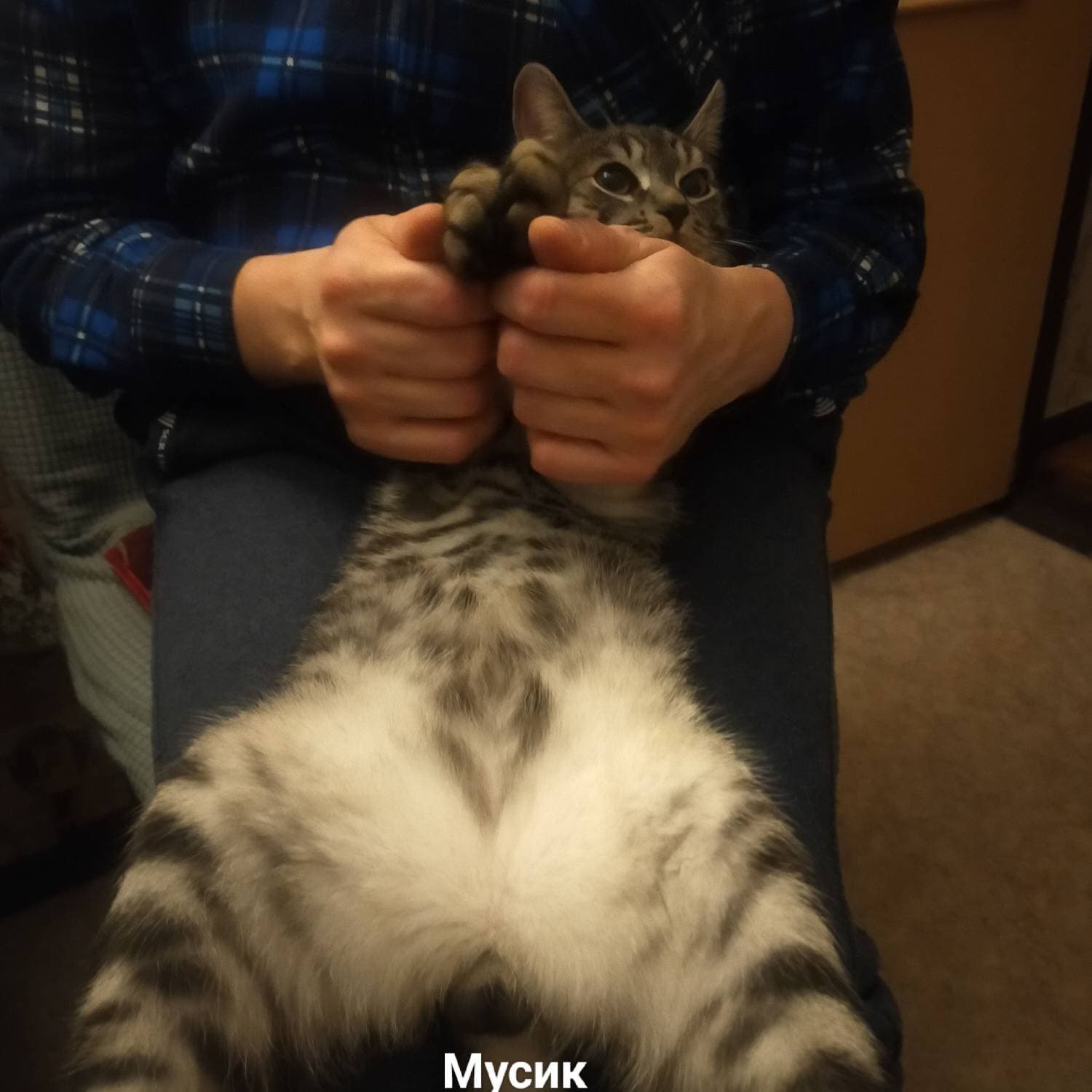 Котенок Мусик 😺😺😺

#котенок #мусик #домашниепитомцы #swapmap