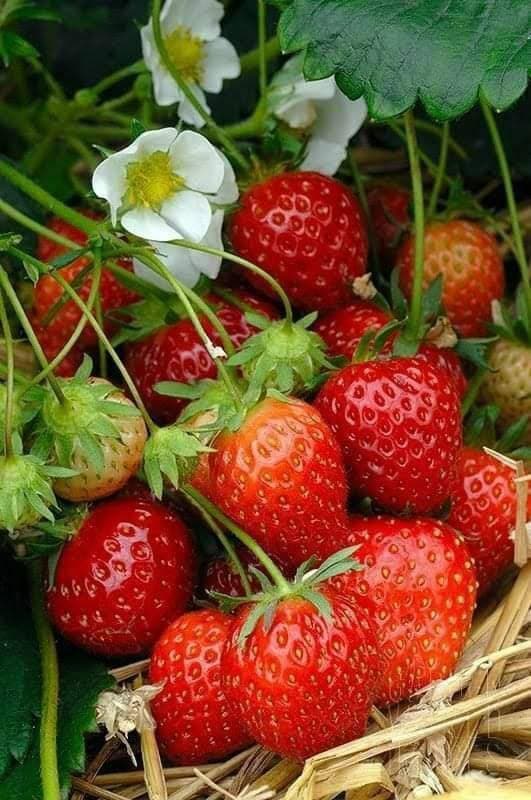 🍓