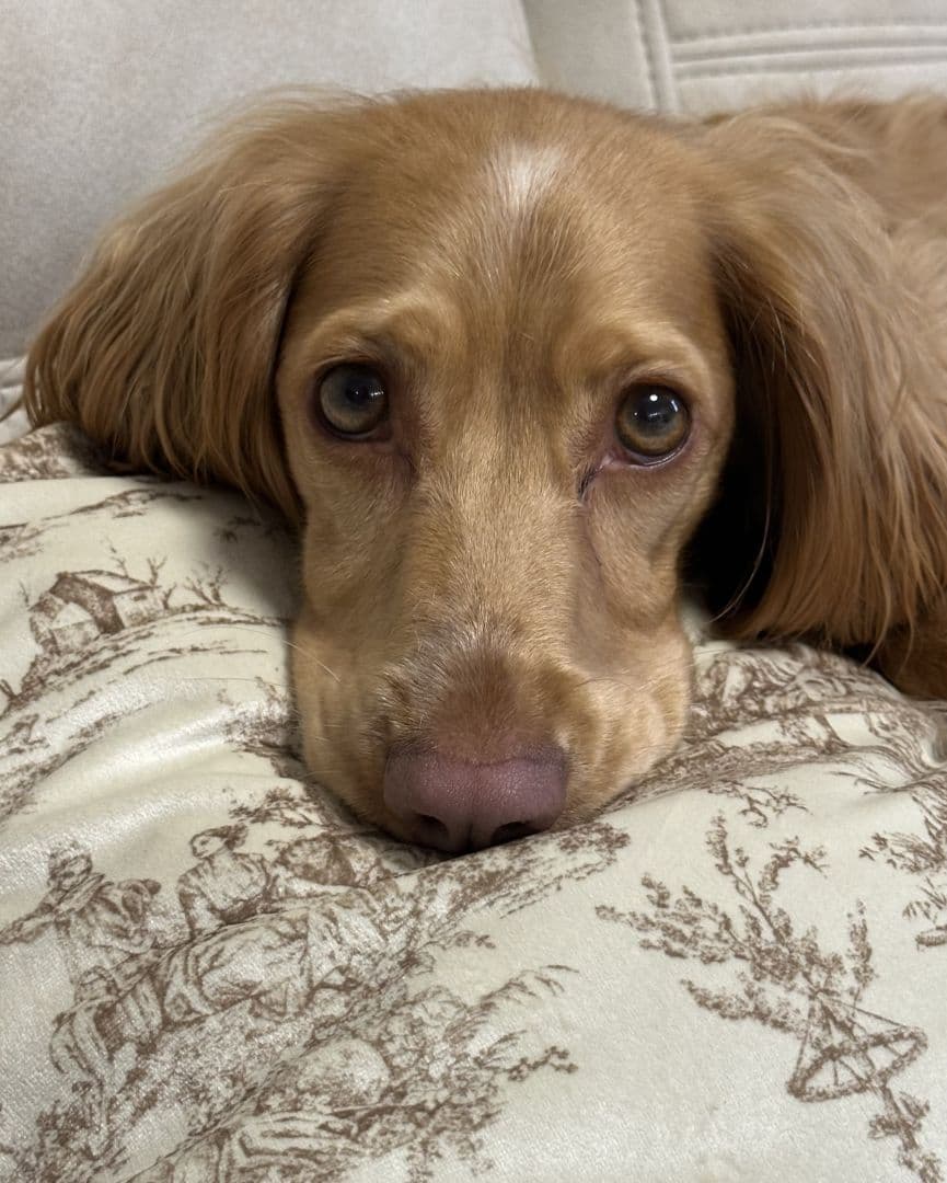 🐕