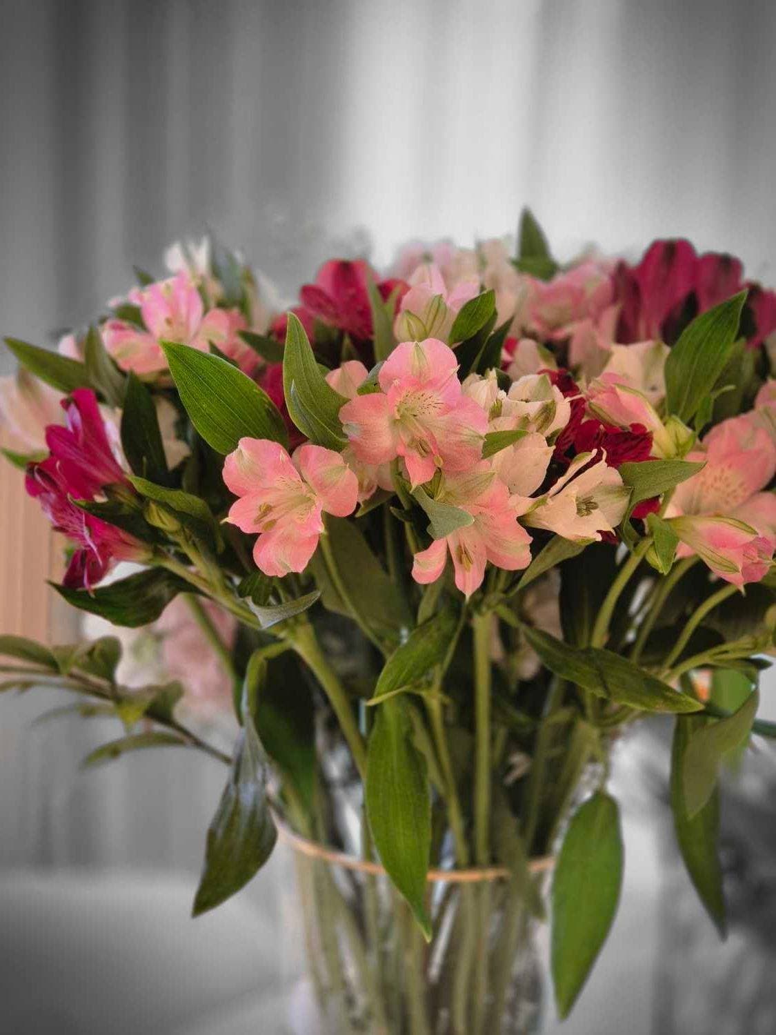 🌸🌸🌸