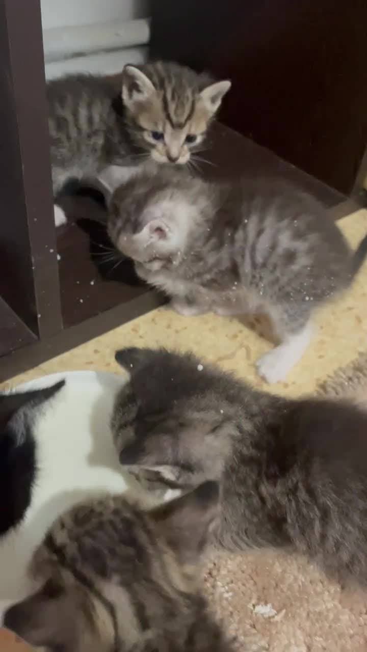 Какие же они милые 😍