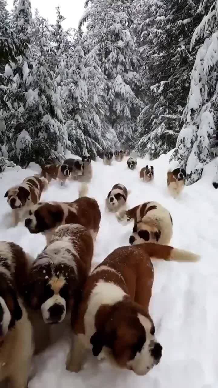 на утренней прогулке ❄️❤️